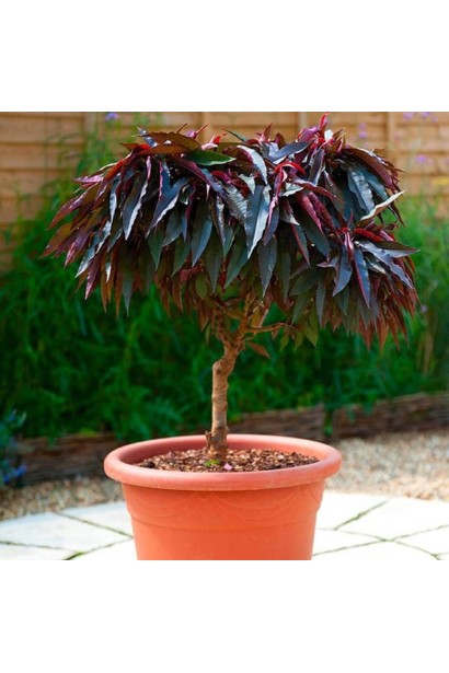 Червонолистий персик Бургунди: ідеальний вибір для створення декоративних садових композицій.